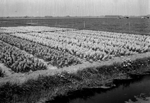 836751 Gezicht op een bloembollenveld in de omgeving van Vogelenzang.